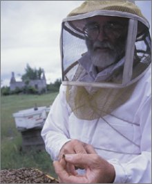 honeybees disappearing